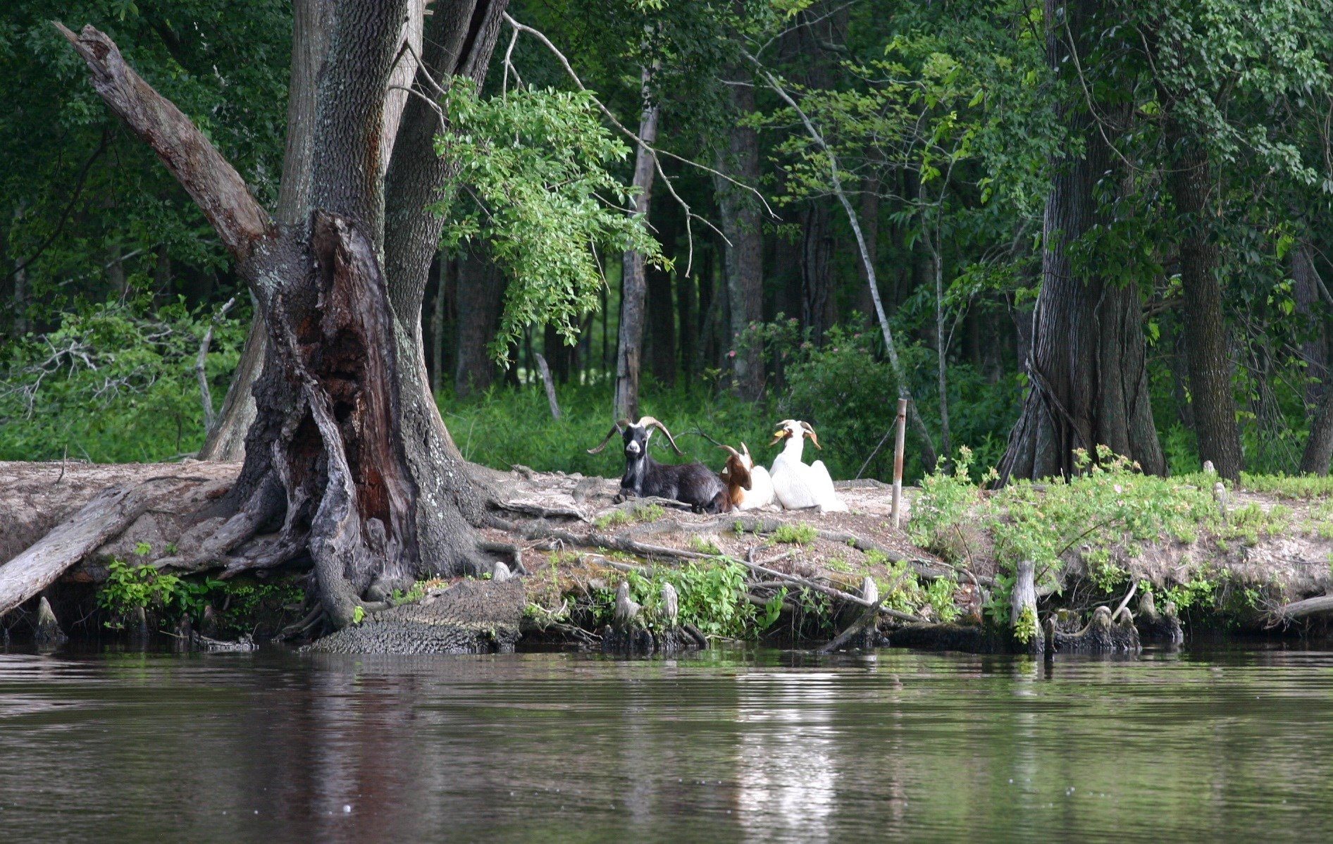 a tree next to a body of water
