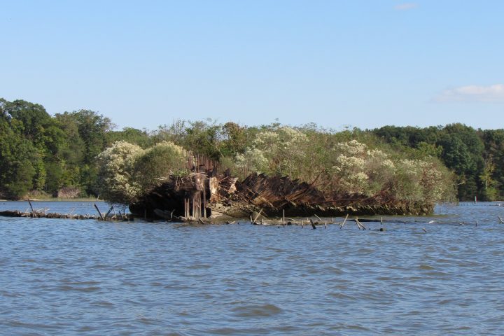 Partially sunken ship with plants growing on it in a body of water.
