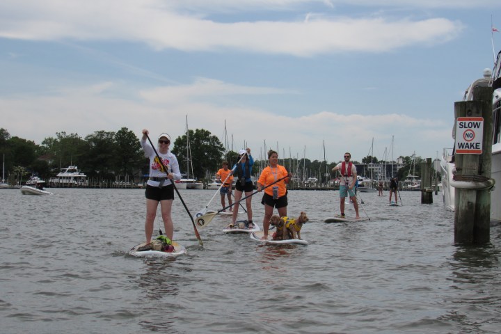 Group paddleboarding with dogs on a calm bay, near dock with 'Slow No Wake' sign.