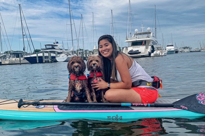 Woman with two small dogs on a paddleboard in a marina.