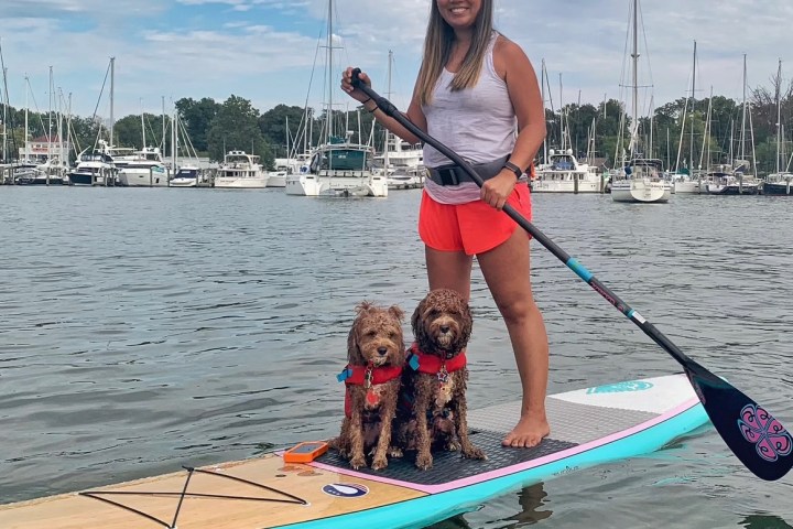 Woman paddleboarding with two dogs on a lake with sailboats in the background.