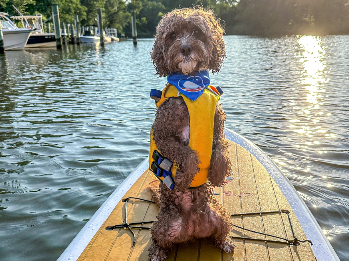 A dog in a yellow life jacket stands on a paddleboard on a sunny lake.