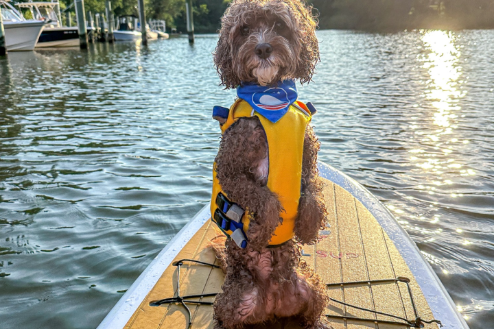 A dog in a yellow life jacket stands on a paddleboard on a sunny lake.