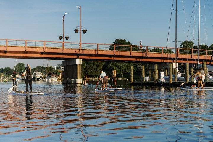 People stand-up paddleboarding on a river near a bridge, under a clear sky.